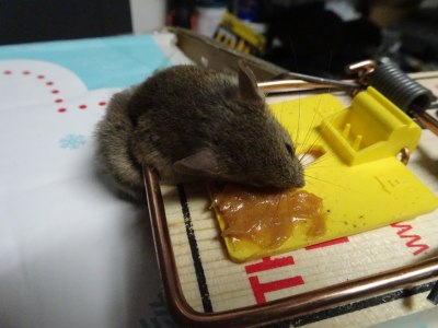 mouse trapping
