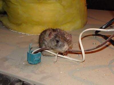 rodent trapping